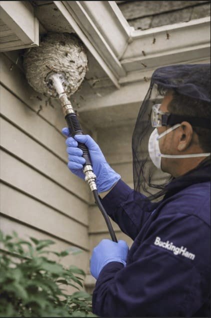 Wasp Nest Control Maplewood NJ